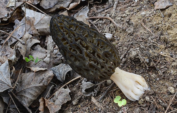 smrčok kužeľovitý Morchella conica Pers.