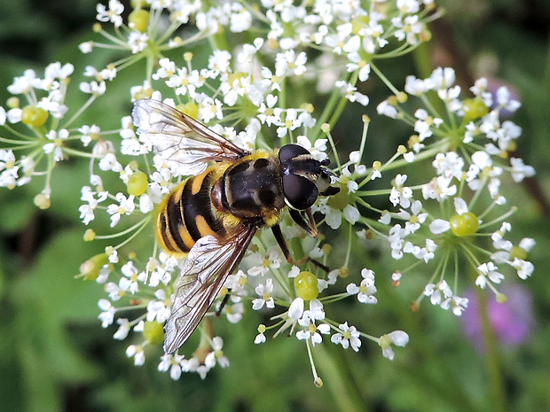 trúdovka kvetinová / pestřenka smrtihlavka ♀ Myathropa florea Linnaeus, 1758