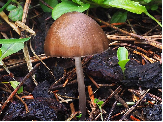 prilbička šišková Mycena strobilicola J. Favre & Kühner