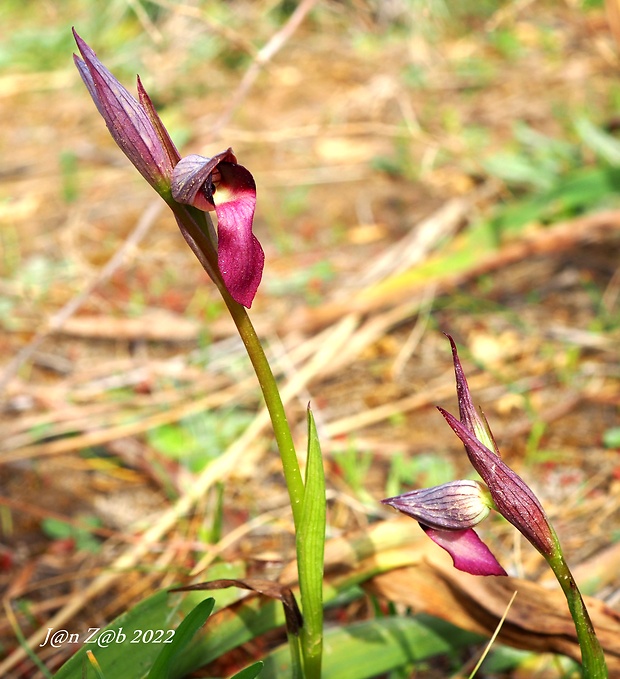 serapias Serapias lingua L.