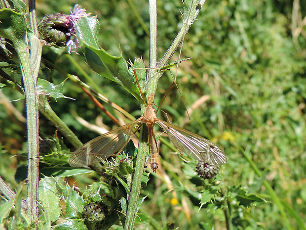 tipuľa / tiplice ♀ Tipula (Lunatipula) lunata Linnaeus, 1758