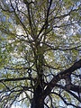 breza previsnutá