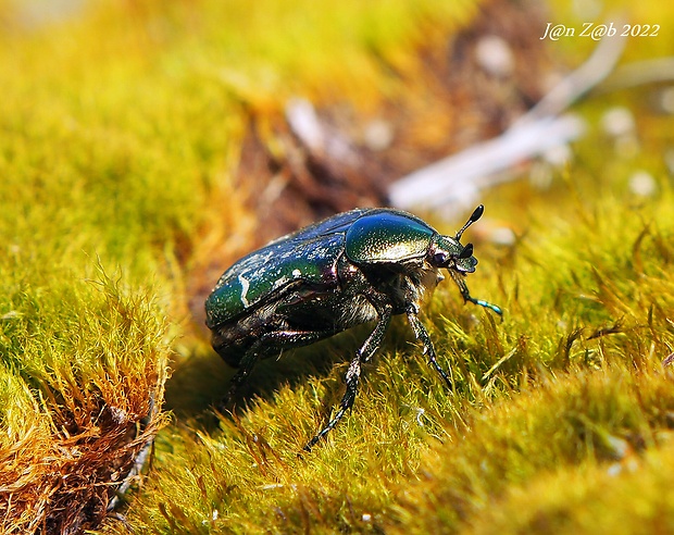 zlatoň obyčajný  Cetonia aurata