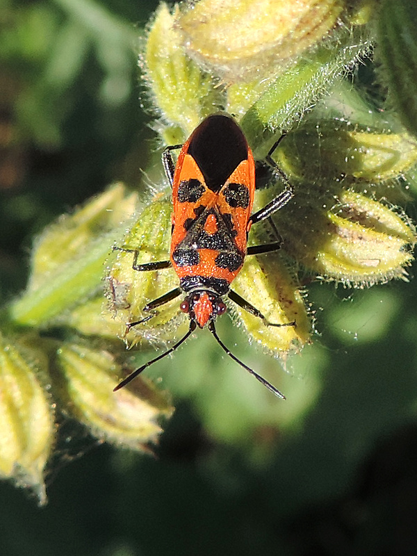 obrubnica červená / vroubenkovka červená Corizus hyoscyami Linnaeus, 1758