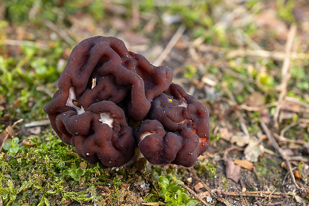 ušiak obyčajný Gyromitra esculenta (Pers.) Fr.