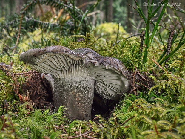 šťavnačka marcová Hygrophorus marzuolus (Fr.) Bres.