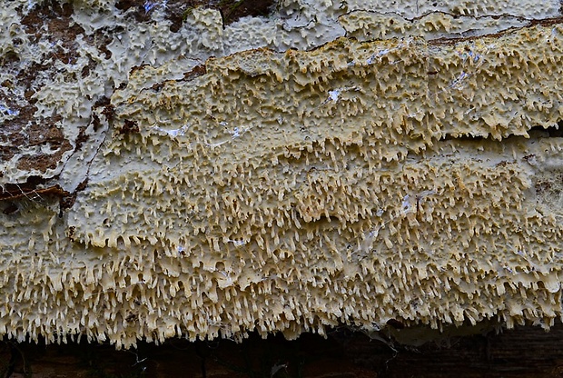 hyfodoncia mečíkatá Hyphodontia spathulata (Schrad.) Parmasto