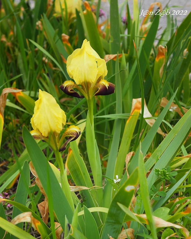 kosatec Iris pseudopumila Tineo