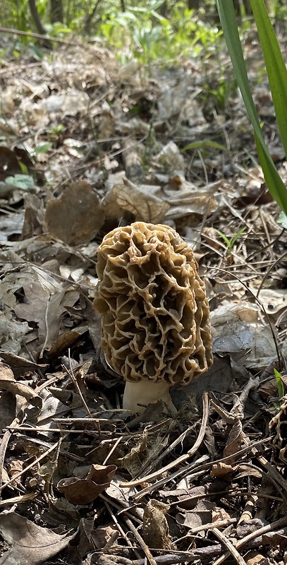 smrčok jedlý Morchella esculenta (L.) Pers.