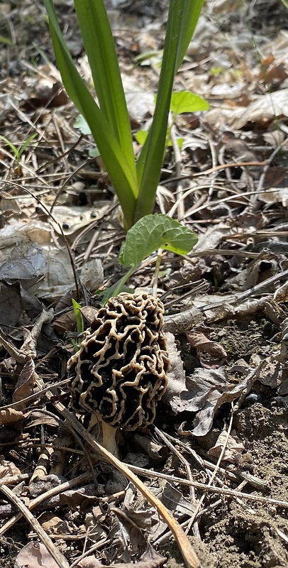 smrčok Morchella sp.