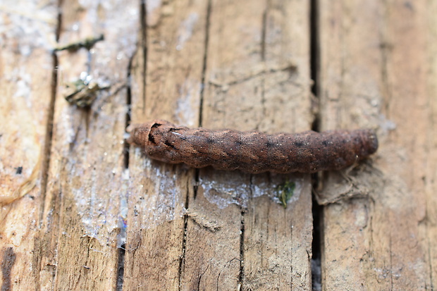 mora prvosienková Noctua comes