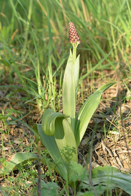 vstavač purpurový Orchis purpurea Huds.