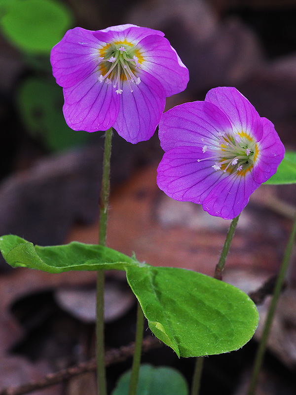 kyslička obyčajná Oxalis acetosella L.