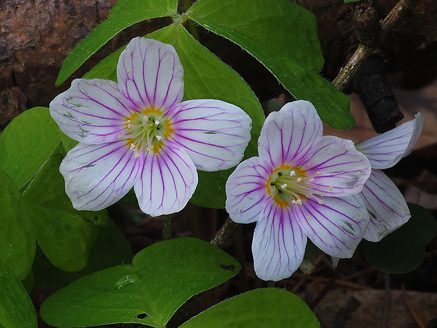 kyslička obyčajná Oxalis acetosella L.