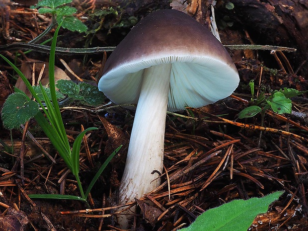 štítovka jelenia Pluteus cervinus (Schaeff.) P. Kumm.