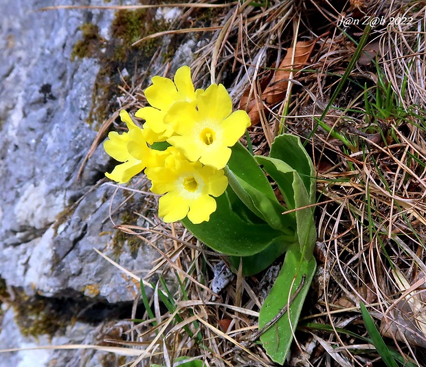 prvosienka holá Primula auricula L.