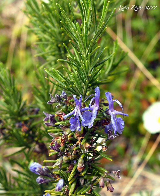 rozmarín lekársky Rosmarinus officinalis L.