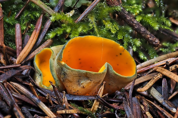 pohárovka ohnivá Caloscypha fulgens (Pers.) Boud.