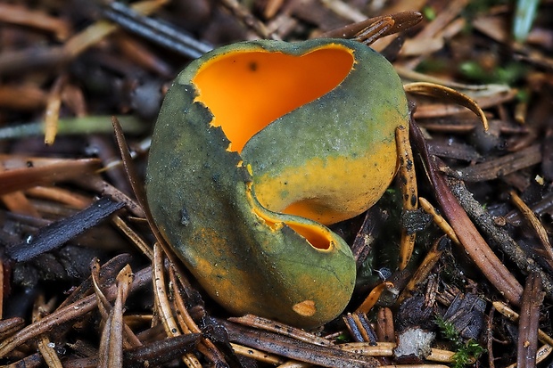 pohárovka ohnivá Caloscypha fulgens (Pers.) Boud.