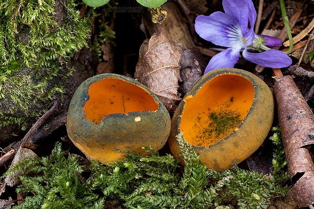 pohárovka ohnivá Caloscypha fulgens (Pers.) Boud.