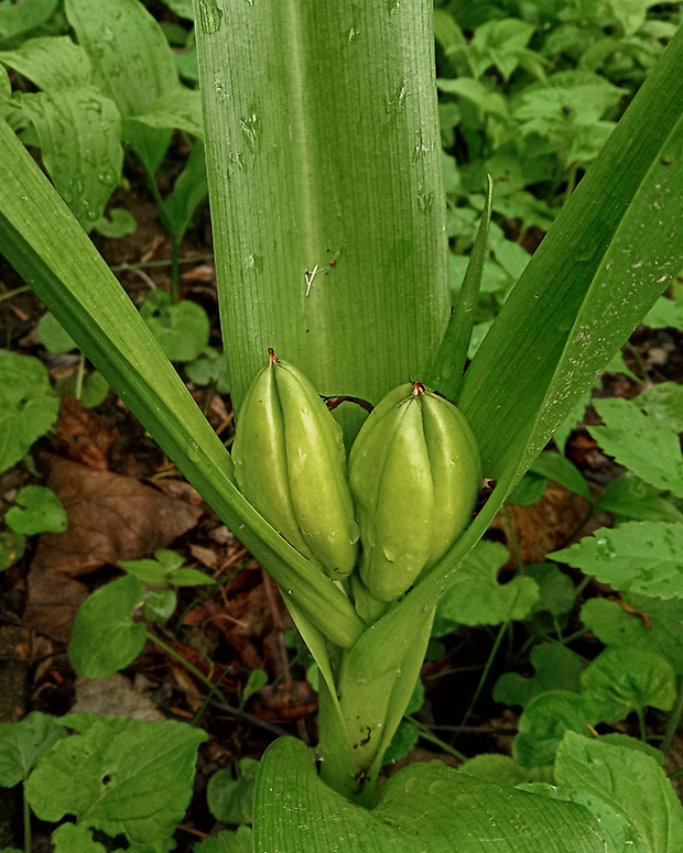 jesienka obyčajná Colchicum autumnale