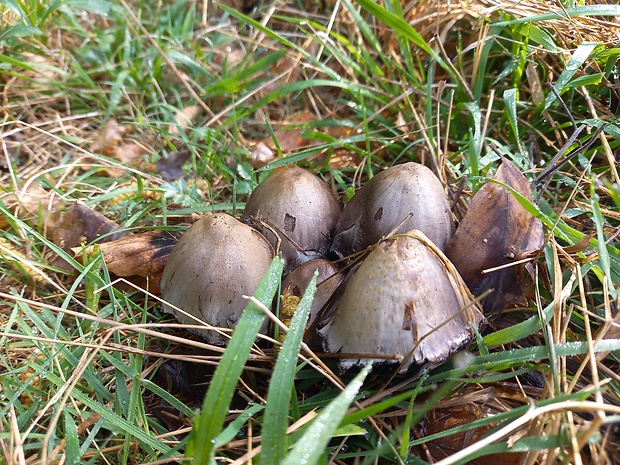 hnojník atramentový Coprinopsis atramentaria (Bull.) Redhead, Vilgalys & Moncalvo