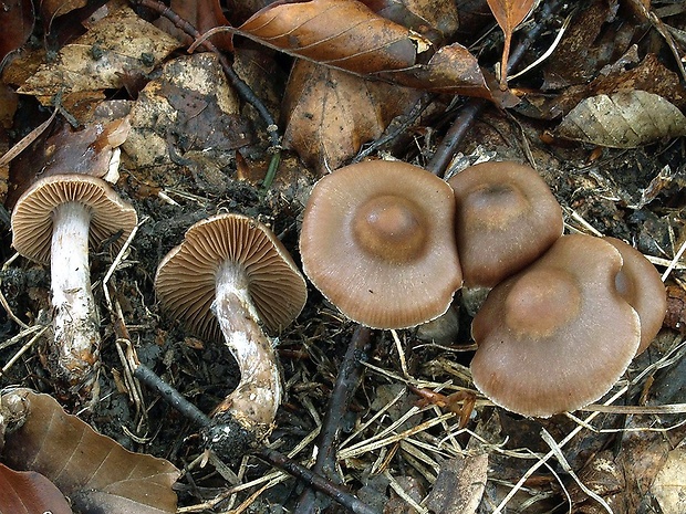 pavučinovec usadlý Cortinarius assiduus Mahiques, A. Ortega & Bidaud