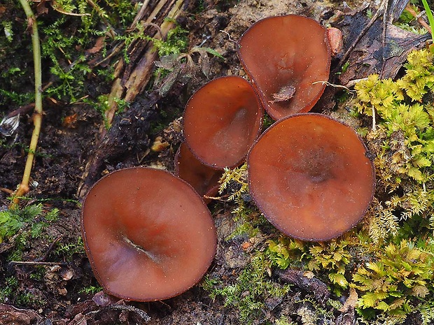 hľuznatka veternicová Dumontinia tuberosa (Bull.) L.M. Kohn