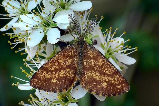 piadivka vresová (sk) / tmavoskvrnáč vřesový (cz) Ematurga atomaria (Linnaeus, 1758)