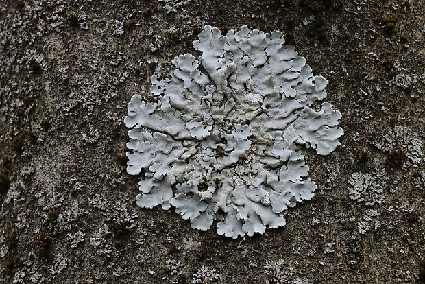 diskovka kučeravá Flavoparmelia caperata (L.) Hale