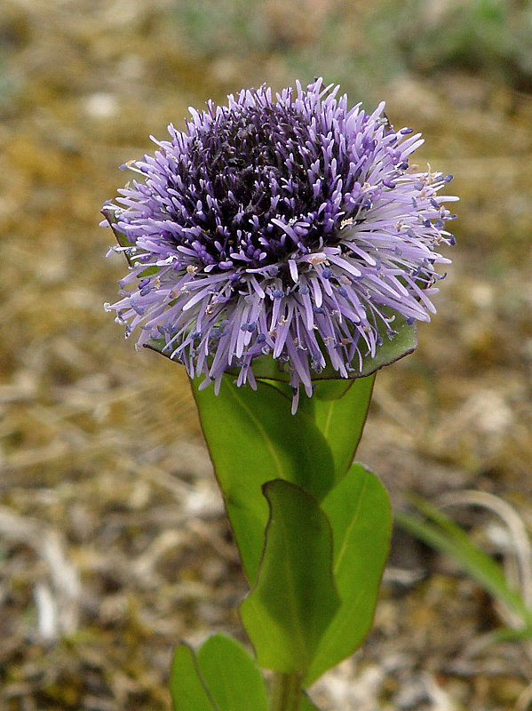 guľôčka bodkovaná Globularia punctata Lapeyr.