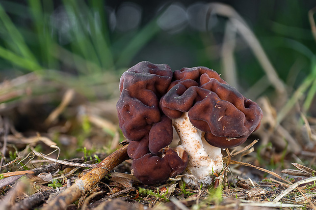 ušiak obyčajný Gyromitra esculenta (Pers.) Fr.