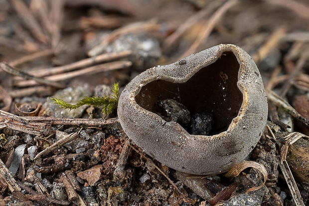 chriapač sosnový Helvella leucomelaena (Pers.) Nannf.