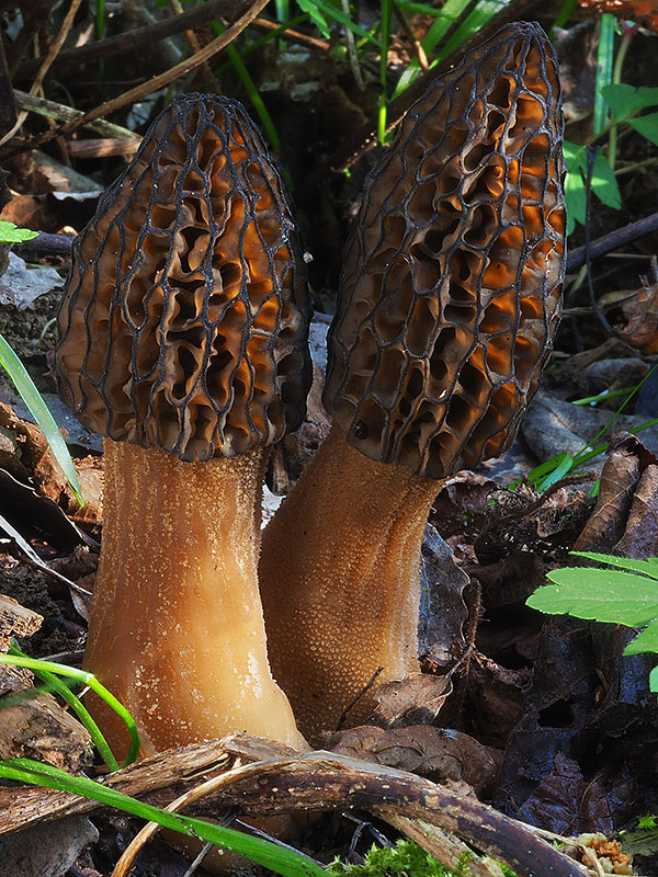 smrčok černastorebrový Morchella angusticeps Peck