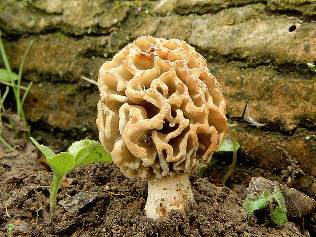 smrčok jedlý Morchella esculenta (L.) Pers.