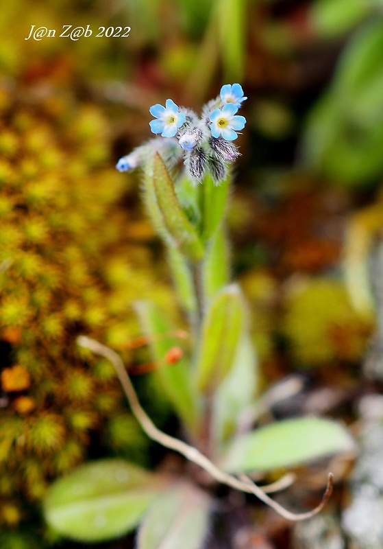 nezábudka Myosotis incrassata Guss.