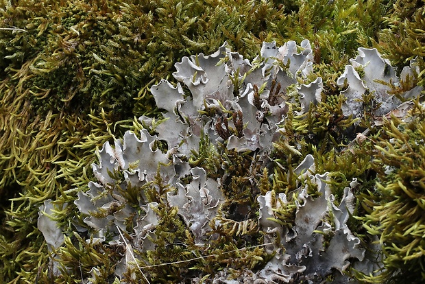 štítnatec psí Peltigera canina (L.) Willd.