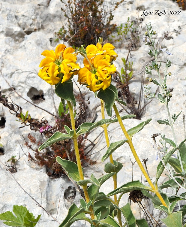 sápa Phlomis fruticosa L.