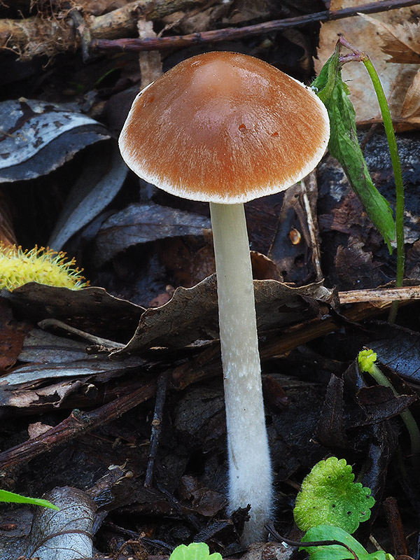 drobuľka Psathyrella sp.