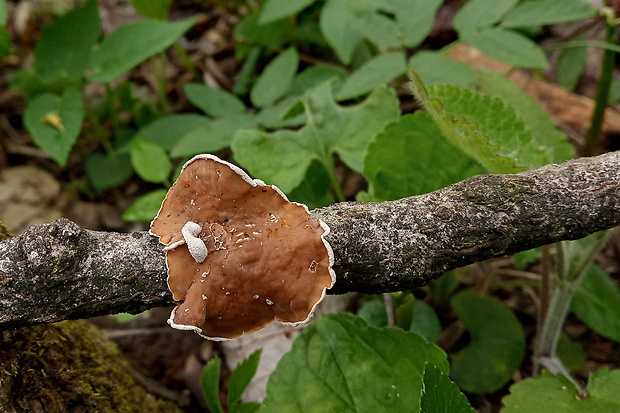 škľabka plstnatá Schizophyllum amplum (Lév.) Nakasone