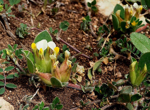 Tripodion tetraphyllum   (L.) Fourr.