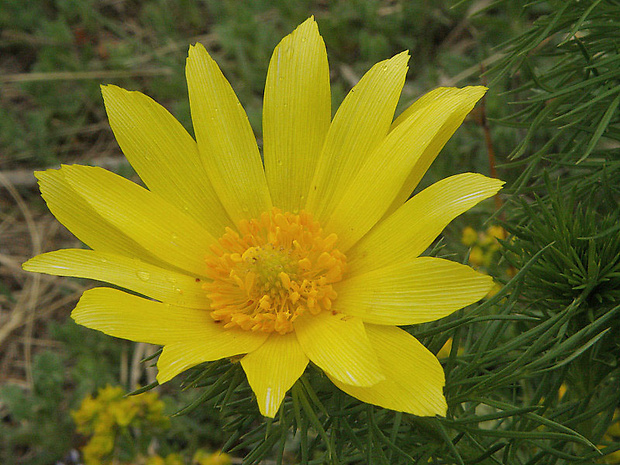 hlaváčik jarný Adonis vernalis L.