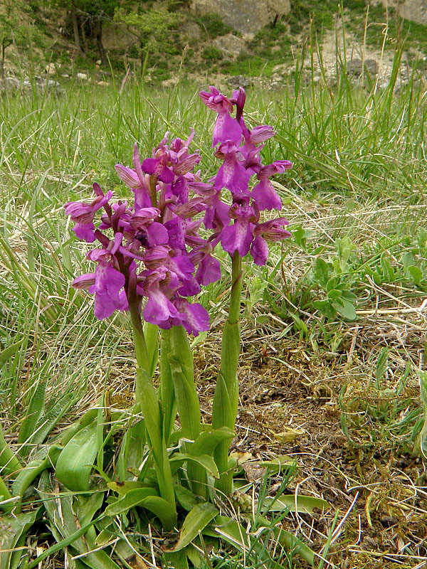 červenohlav obyčajný Anacamptis morio (L.) R. M. Bateman, A. M. Pringeon & M. W. Chase