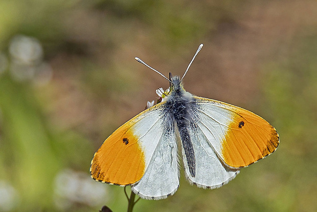 mlynárik žeruchový  Anthocharis cardamines