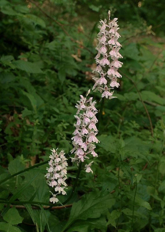 vstavačovec fuchsov pravý Dactylorhiza fuchsii subsp. fuchsii (Druce) Soó