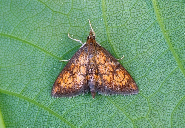 vijačka betoniková Ecpyrrhorrhoe rubiginalis