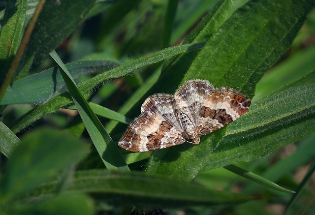 piadivka obyčajná (sk) / píďalka obecná (cz) Epirrhoe alternata (Müller, 1764)