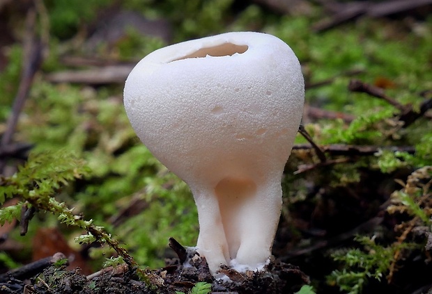 chriapač kalíškovitý Helvella acetabulum (L.) Quél.