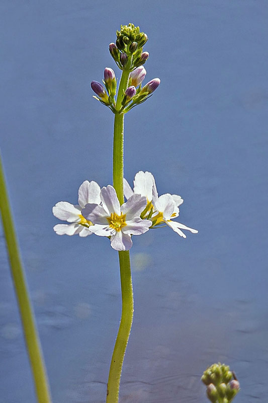 perutník močiarny Hottonia palustris L.