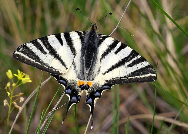 vidlochvost ovocný (sk) / otakárek ovocný (cz) Iphiclides podalirius (Linnaeus, 1758)